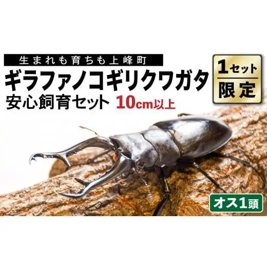 【1セット限定！】完璧育成！「ギラファノコギリクワガタ」 G-202