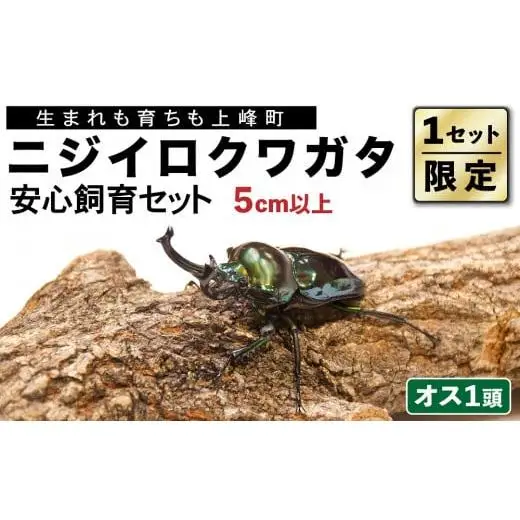 【1セット限定！】完璧育成！「ニジイロクワガタ」 E-257
