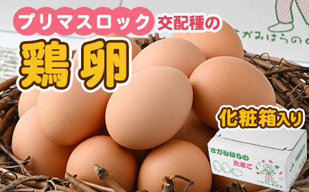 鶏卵　プリマスロック（交配種）の卵　化粧箱入り30個