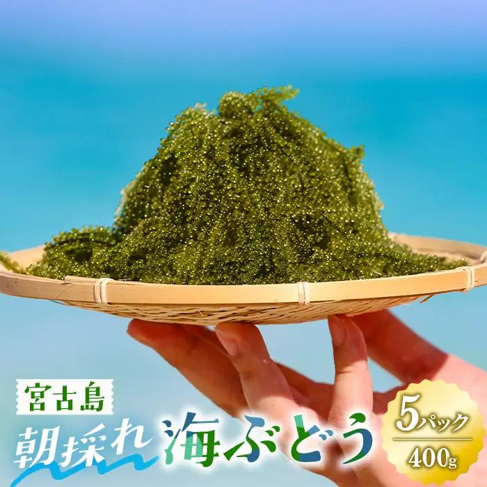 宮古島朝採れ海ぶどう（5パック）｜新鮮直送 プチプチ食感 沖縄土産（FL003）
