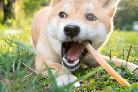 A004 犬用 エゾシカ肉 ドッグフード わんdeereフルセット 北海道 鷹栖町 山恵 ドックフード