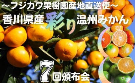 【7回頒布会】～フジカワ果樹園産地直送便～香川県産・彩り温州みかんセット 果物 柑橘 フルーツ 食べ比べ 