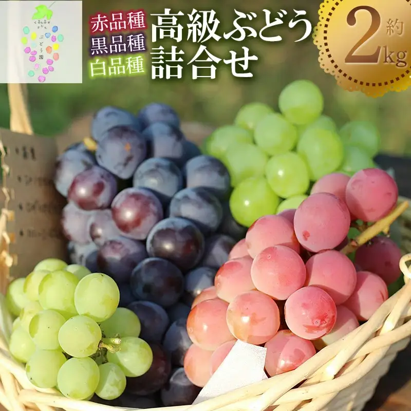 【令和8年産先行予約】高級ぶどう詰合せ 約2kg　カラフルぶどう園