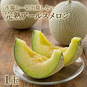 完熟 アールスメロン 1玉