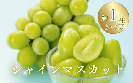 【2026年先行予約】シャインマスカット 約1kg（2~3房）※最低900g以上 |シャインマスカット