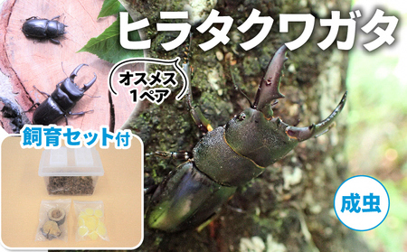 【配送期間は2026年6月下旬～8月上旬に随時配送】ヒラタクワガタ（成虫）オスメス１ペア飼育セット付 生き物 昆虫 男の子 子供 飼育観察 大型 夏休み 自由研究 自然 環境 学習 孫 プレゼント 