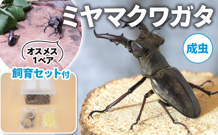 【配送期間は2026年6月下旬～8月上旬に随時配送】ミヤマクワガタ（成虫）オスメス１ペア飼育セット付 生き物 昆虫 男の子 子供 飼育観察 大型 夏休み 自由研究 自然 環境 学習 孫 プレゼント 