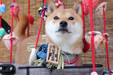 1110　愛犬参加　おかげ犬体験　小型犬　おかげ犬　愛犬　体験する　しめ縄首輪　おかげ犬体験　愛犬参加型　愛犬と行くおかげ横丁　犬連れ