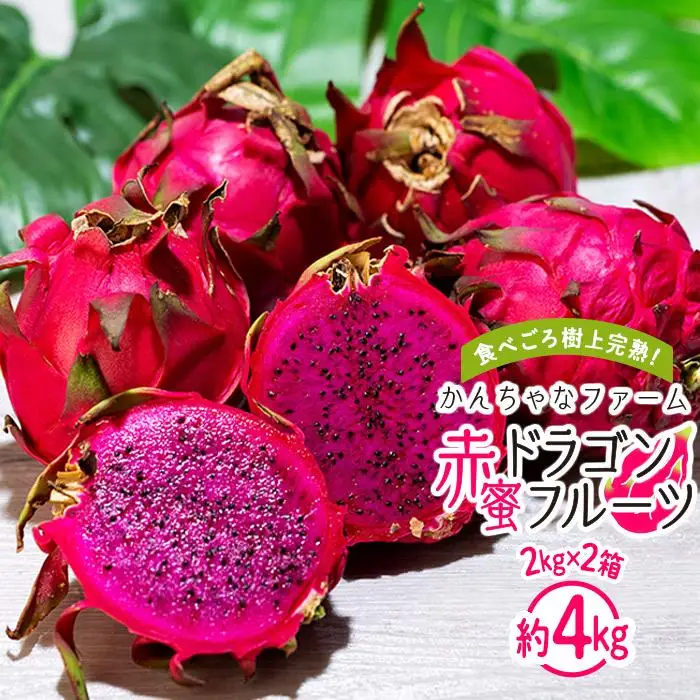 奄美産 食べごろ樹上完熟『赤蜜ドラゴンフルーツ』2kg×2箱セット【先行予約　7月~10月発送】