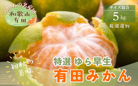 【初秋の美味】【2026年10月中旬～11月上旬頃に順次発送予定】特選　ゆら早生有田みかん　約5kg+200g(傷み補償分)【ard051D】