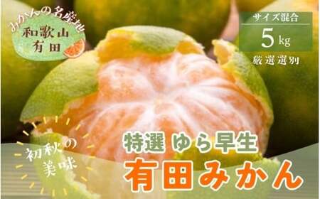 【初秋の美味】特選　ゆら早生有田みかん　約5kg+200g(傷み補償分)【2026年10月中旬～11月上旬頃に順次発送予定】【ard051D】