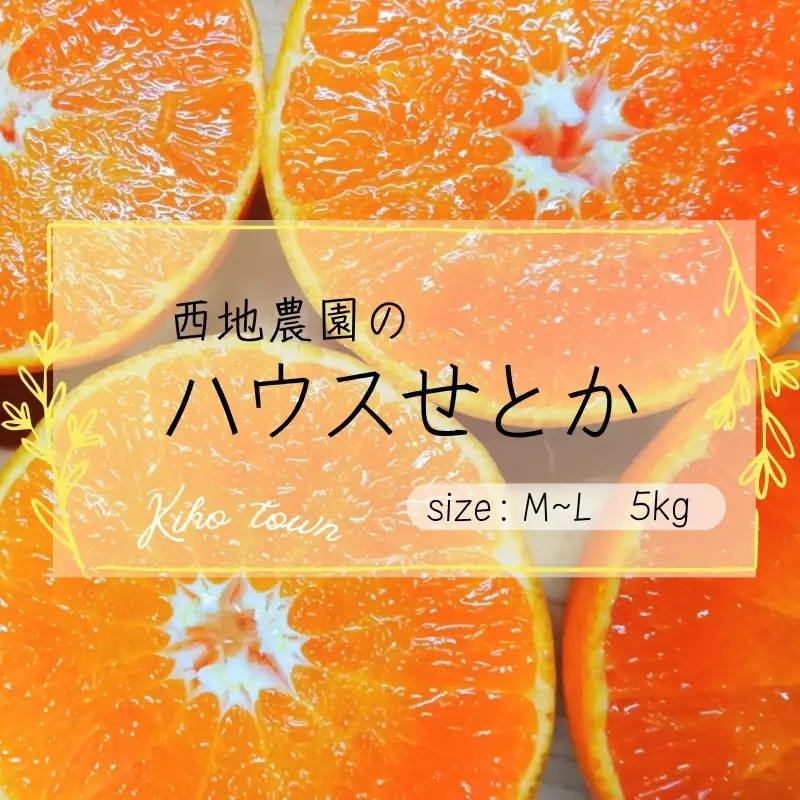 せとか 西地農園のハウスせとか 5kg L～Mサイズ 【2027年2月中旬より順次発送】 / せとか ハウスせとか みかん ミカン 柑橘 フルーツ 果物 くだもの 人気 産地直送 せとか【mnd004C】