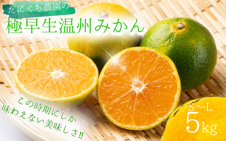 ご家庭用 不揃い 極早生 温州 みかん 蜜柑 / ご家庭用 S-Lサイズ不揃い たにぐち農園の極早生温州みかん(マルチ栽培)5kg【9月下旬～10月下旬に順次発送】【mtn002A】