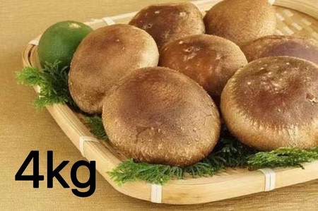 【一週間以内に発送】生しいたけ　肉厚シイタケ　無農薬　菌床栽培　4kg【ハタモト農産】_HA1004