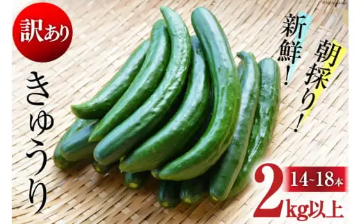 AG064【令和8年度出荷分】【訳あり】新鮮 朝採りきゅうり 2kg以上 [ 長崎県 島原市 ]