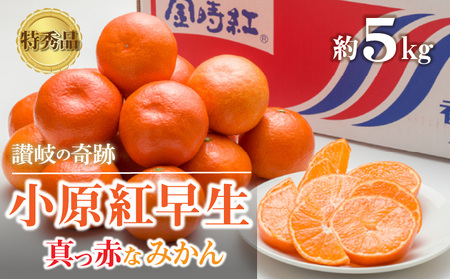 特秀品!小原紅早生真っ赤なみかん(約5kg)