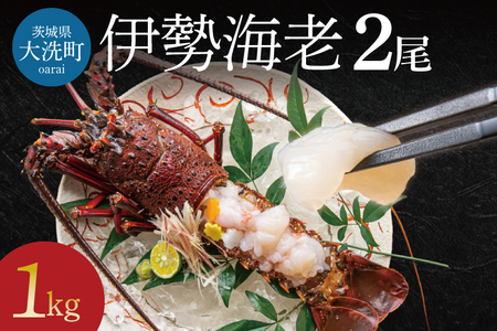 生冷凍 伊勢海老 2尾 1kg _AP031