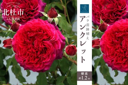 バラ苗鉢植え「アンクレット」 [h190]