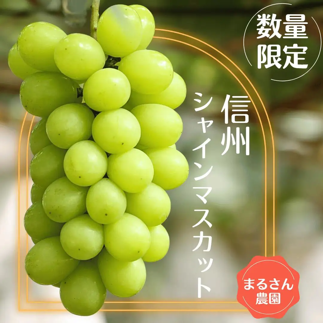 ≪先行受付≫【数量限定】まるさん農園のシャインマスカット　約１ｋｇ　合計２房［MR-101］| 人気シャインマスカット 高評価シャインマスカット シャインマスカットランキング おすすめシャインマスカット |