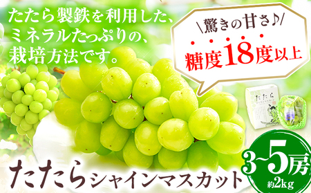 たたらみねらるシャインマスカット約2kg　ぶどう