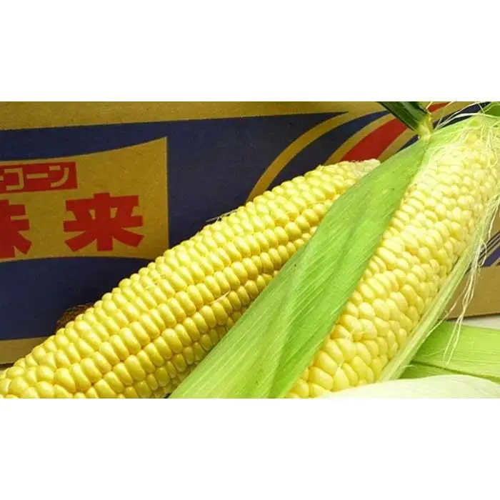 とうもろこし もぎたてトウモロコシ 5kg 坂出市産【先行予約：2026年6月上旬～順次発送】 | トウモロコシ