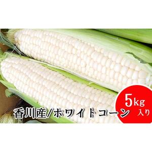 とうもろこし まるでフルーツと名高いのホワイトコーン！ 5kg 秀品 限定300セット！坂出市産【先行予約：2026年6月上旬～順次発送】