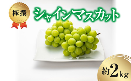 極撰!シャインマスカット(約2kg)