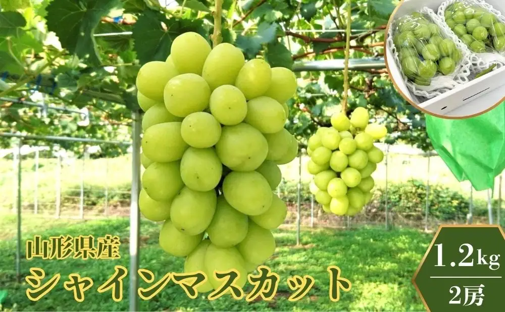 ぶどう（シャインマスカット）１.２ｋｇ　0009-2606