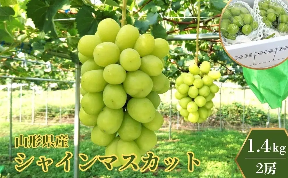 ぶどう（シャインマスカット）１.４ｋｇ　0009-2607