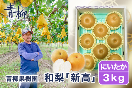 【2026年先行予約】青柳果樹園の和梨 新高 3kg (4～6玉)《10月上旬～順次出荷》にいたか 青柳果樹園