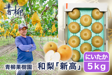 【2026年先行予約】青柳果樹園の和梨 新高 5kg(6～9玉)《10月上旬～順次出荷》にいたか 青柳果樹園