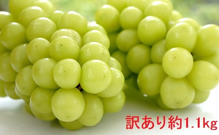 （地域・期間限定）訳あり鈴木果樹園のシャインマスカット約1.1kg 果物 ぶどう フルーツ おやつ デザート 食後 秋の味覚 産地直送 長野県産 有機肥料 