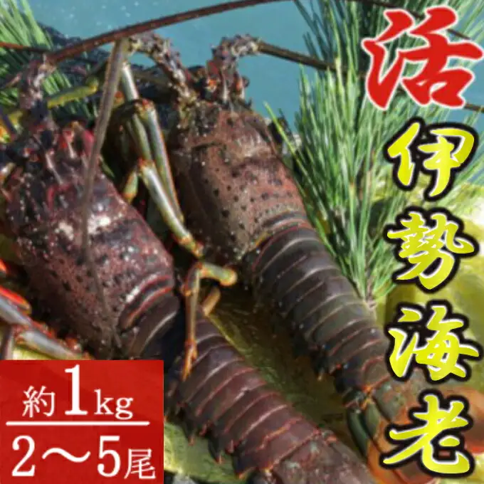 活き 伊勢海老 2～5尾 1kg 伊勢海老