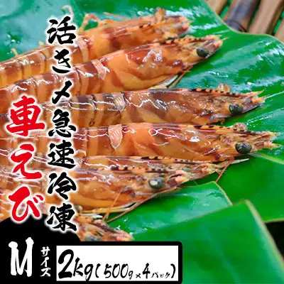 車海老 活き〆急速冷凍車えび【M】2kg