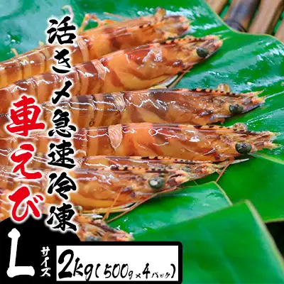 車海老 活き〆急速冷凍車えび【L】2kg
