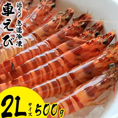 車海老 活き〆急速冷凍車えび【2L】500g