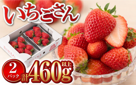 【先行予約】【2027年1月以降発送】「いちごさん」460g / いちご  [IAA037]