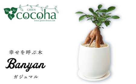 【お中元対象】幸せを呼ぶ木『 ガジュマル 』  糸島市  / cocoha [AWB022] 観葉植物 インテリア グリーン 室内