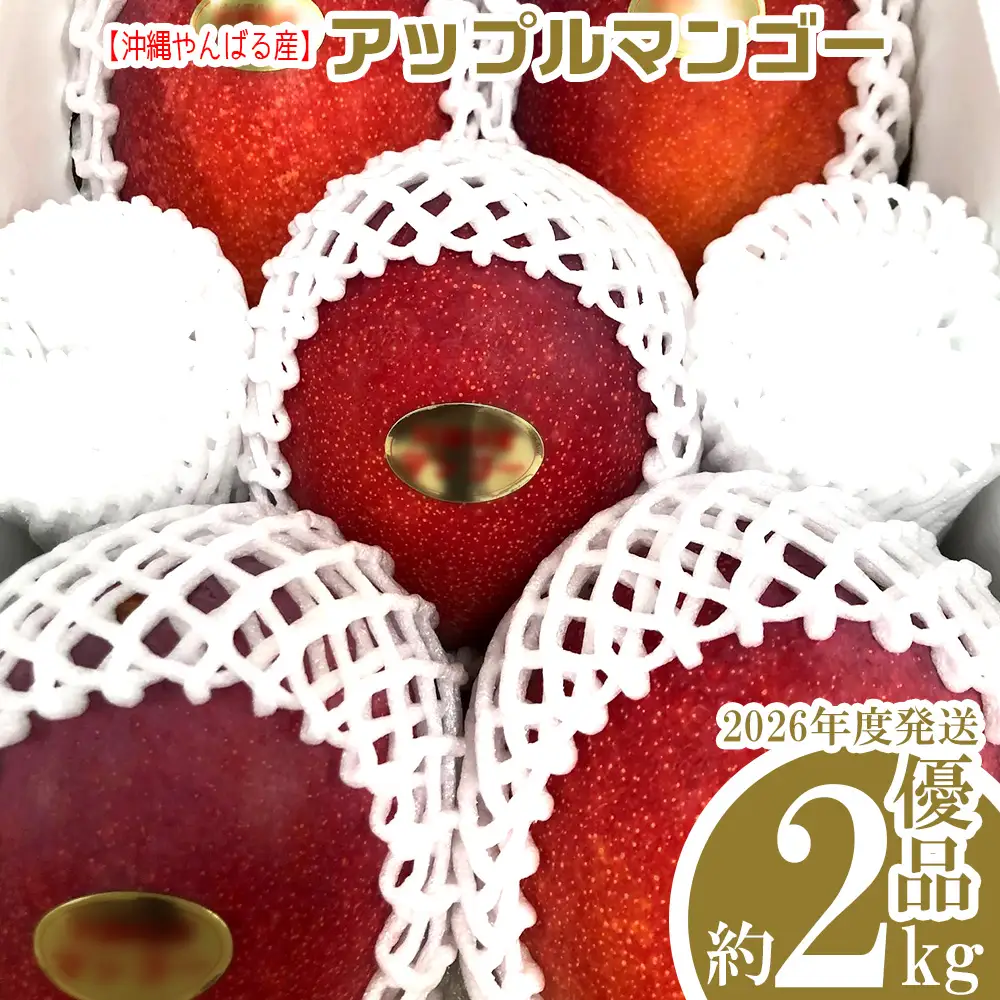 2026年発送【沖縄やんばる産】約2kg 優品アップルマンゴー（Ms mango farm） 南国 南国フルーツ 先行予約 期間限定 沖縄 甘味 糖度 フルーツ 果物 果実 プレゼント ギフト トロピカル 数量限定 予約 おすすめ くだもの 太陽 やんばる 自然