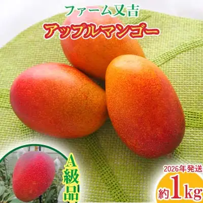 マンゴー 2026年発送【ファーム又吉】A級品アップルマンゴー 約1kg