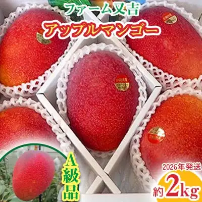 マンゴー 2026年発送【ファーム又吉】A級品アップルマンゴー 約2kg