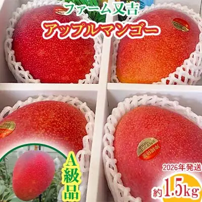 マンゴー 2026年発送【ファーム又吉】A級品アップルマンゴー 約1.5kg