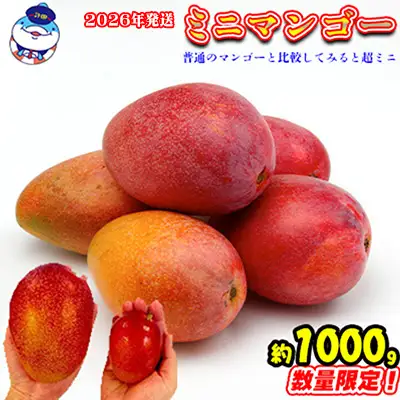 2026年発送　道の駅許田のミニマンゴー　約1000g マンゴー 小ぶり ミニサイズ 濃厚 産地直送 南国 フルーツ くだもの 果物 果実 贅沢 スイーツ デザート 旬の果物 沖縄 名護 国産 人気 おすすめ 先行予約
