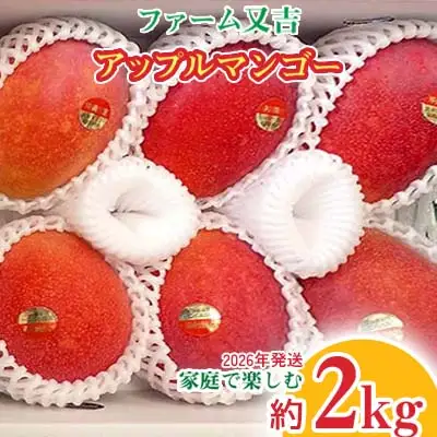 マンゴー 2026年発送【ファーム又吉】家庭で楽しむアップルマンゴー 約2kg