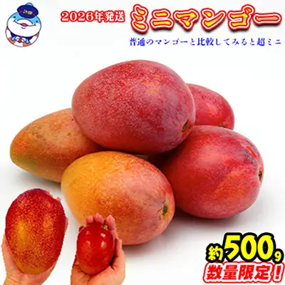 2026年発送　道の駅許田のミニマンゴー　約500g マンゴー 小ぶり ミニサイズ 濃厚 産地直送 南国 フルーツ くだもの 果物 果実 贅沢 スイーツ デザート 旬の果物 沖縄 名護 国産 人気 おすすめ 先行予約