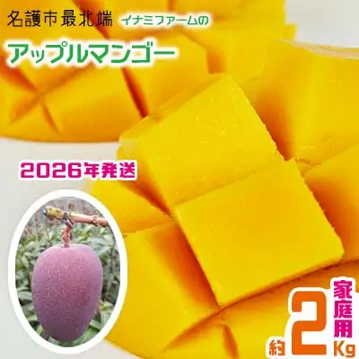 【2026年発送】名護市最北端イナミファームの家庭で楽しむアップルマンゴー 約2kg フルーツ 果物 期間限定 数量限定 マンゴー 南国 プレゼント お土産 おみやげ ギフト くだもの 沖縄 おきなわ 青果 デザート 冷蔵 おすすめ 人気 夏 スイーツ