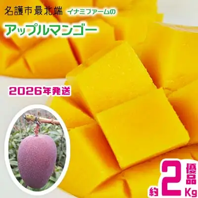 【2026年発送】名護市最北端イナミファームの　優品　アップルマンゴー 約2kg フルーツ 果物 期間限定 数量限定 マンゴー 南国 プレゼント お土産 おみやげ ギフト くだもの 沖縄 季節 青果 デザート おすすめ 人気 冷蔵 夏 スイーツ