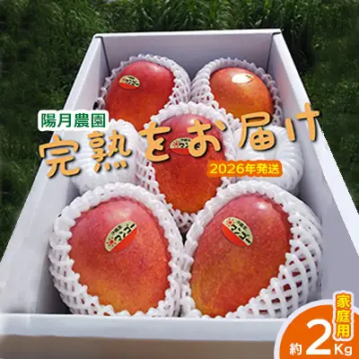 2026年発送【陽月農園】　家庭用マンゴー 約2kg 期間限定 数量限定 先行予約 フルーツ 果物 南国 プレゼント お土産 おみやげ ギフト くだもの 季節 おきなわ 青果 デザート おすすめ 人気 冷蔵 夏 スイーツ