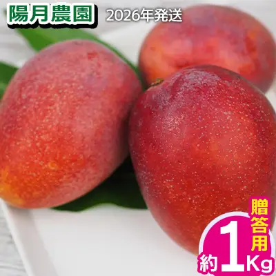 2026年発送【陽月農園】　贈答用マンゴー 約1kg フルーツ 果物 期間限定 数量限定 先行予約 南国 プレゼント お土産 おみやげ ギフト くだもの 沖縄 おきなわ 青果 デザート おすすめ 人気 冷蔵 夏 スイーツ