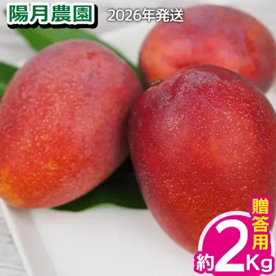 2026年発送【陽月農園】　贈答用マンゴー 約2kg 期間限定 数量限定 先行予約 フルーツ 果物 南国 プレゼント お土産 おみやげ ギフト くだもの 季節 おきなわ 青果 デザート おすすめ 人気 冷蔵 夏 スイーツ